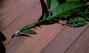 Image result for Key Lime Tree Thorns