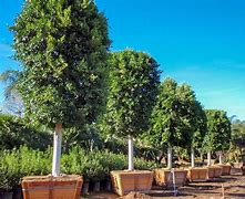 Image result for Ficus Retusa