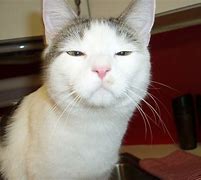 Image result for Kucing Kepala Botak Meme