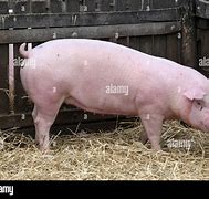 Image result for Real Pink Pig