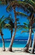 Image result for Palm Tree Plant