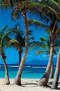 Image result for Palm Tree Africa