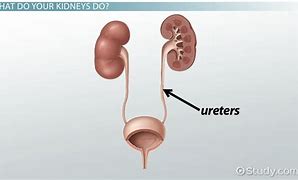 Image result for Foto Ureter