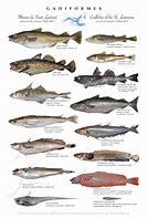 Image result for Canada Fish Species