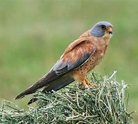 Image result for Lesser Kestrel