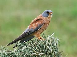 Image result for Lesser Kestrel Male