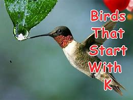 Image result for Birds That Start with K