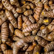 Image result for Turmeric Fruit