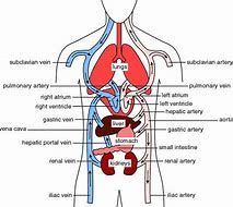 Image result for Circulatory System Diagram Major Organs