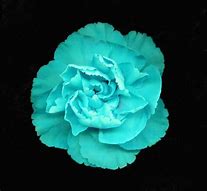 Image result for Cyan Rose