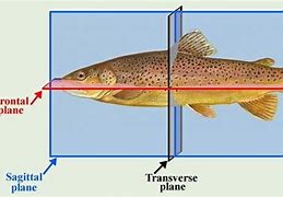 Image result for Transverse Plane