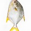 Image result for Trosan Fish