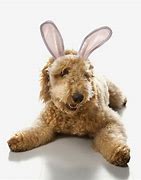 Image result for Dog with Bunny Ears