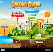 Image result for Carbon Cycle Diagram