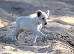 Image result for White Lion Angry