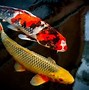 Image result for Baby Koi Carp