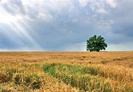 Image result for Solitary Tree