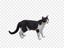 Image result for Pink Cat with Clear Background