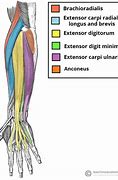 Image result for Big Forearm Muscles