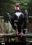 Image result for Long Neck Vulture