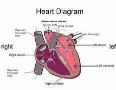 Image result for Arteries in Circulatory System