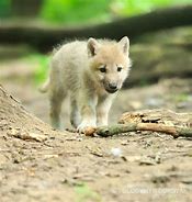 Image result for Wolf Pup Artic