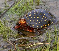 Image result for Red Spotted Turtle Food