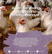 Image result for Paru Ayam