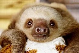 Image result for White Sloth Baby