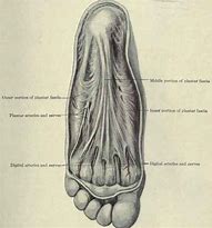 Image result for Mechanics of Plantar Fascia