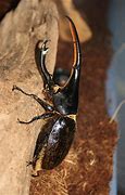 Image result for Hercules Beetle Pupa