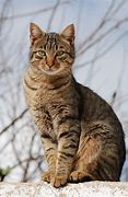 Image result for Real Cat Pet