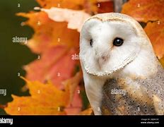 Image result for Barn Owl in Tree