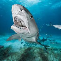 Image result for Tiger Shark Bite