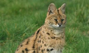 Image result for Serval Colors