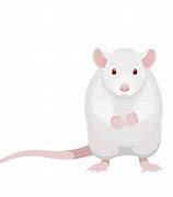 Image result for White Rat Meme