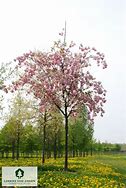 Image result for Prunus Serrulata Pink Perfection