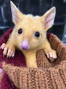 Image result for Real Life Pikachu Animal