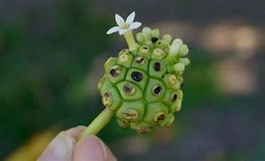 Image result for Noni Morinda Citrifolia