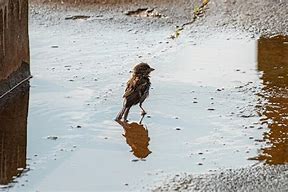 Image result for Male House Sparrow Bird