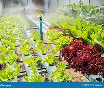 Image result for Hydroponic Watering System