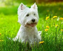 Image result for Different Terrier Breeds