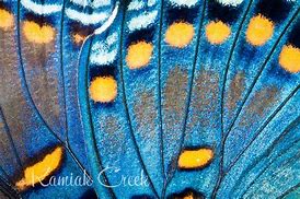 Image result for Pretty Butterfly Wings