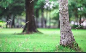 Image result for Tree Design Wallpaper