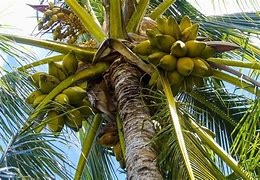 Image result for elocone nut tree