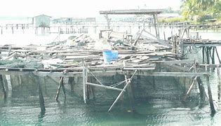 Image result for Ikan Laut Sabah