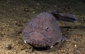 Image result for Goosefish