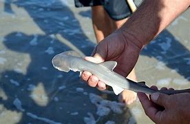 Image result for Baby Hammerhead