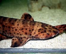 Image result for Swell Shark