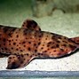 Image result for Swell Shark